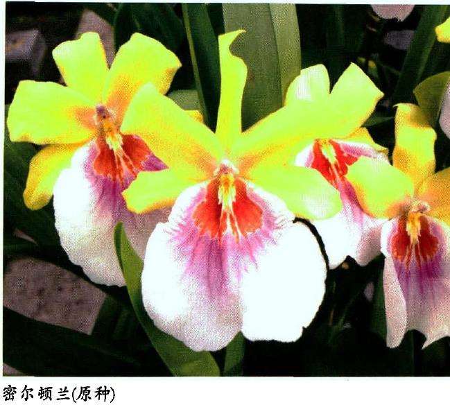 密尔顿兰怎么繁殖栽培