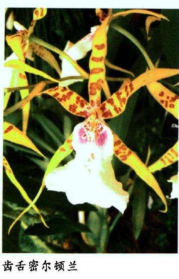 密尔顿兰怎么繁殖栽培