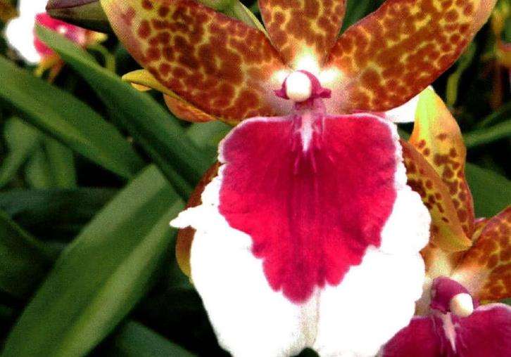 密尔顿兰怎么繁殖栽培