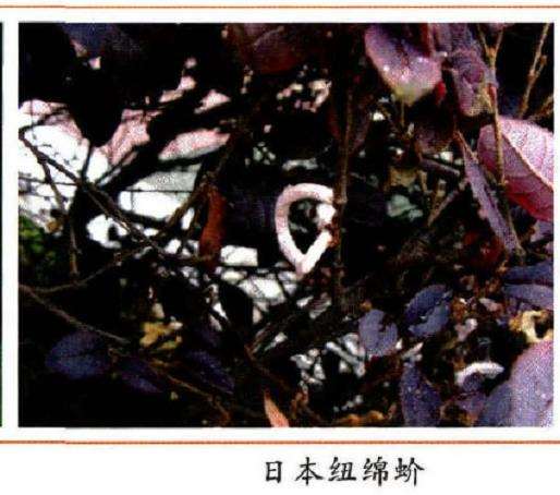 如何防治日本纽绵蚧