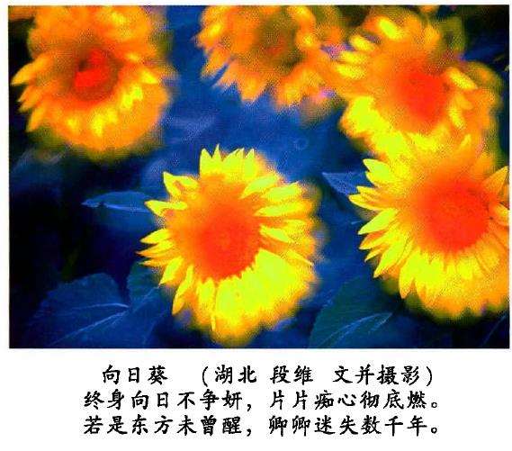 养护向日葵怎么避免土壤积水和干旱