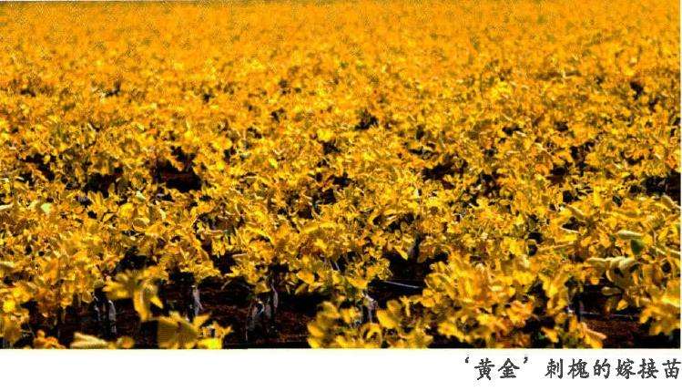 黄金刺槐怎么整形修剪