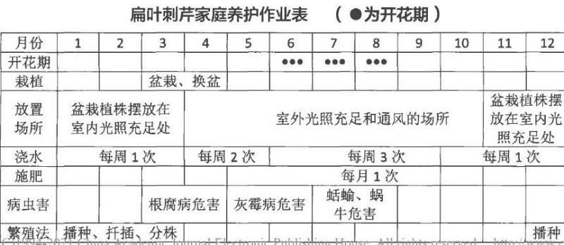 盆栽扁叶刺芹怎么浇水施肥