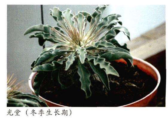 夏季多肉植物怎么养护