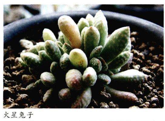 夏季多肉植物怎么养护