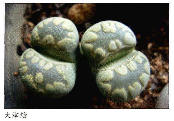 夏季多肉植物怎么养护