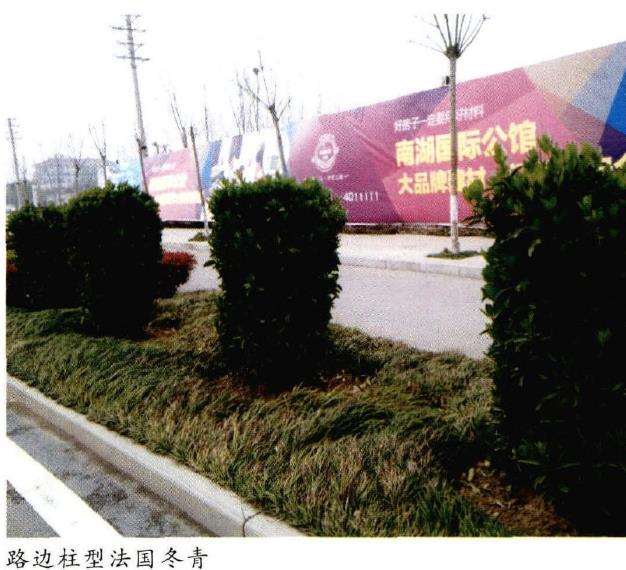 法国冬青幼苗怎么苗期管理