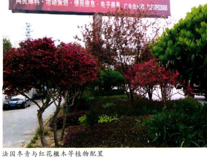 法国冬青怎么硬枝扦插的6个步骤