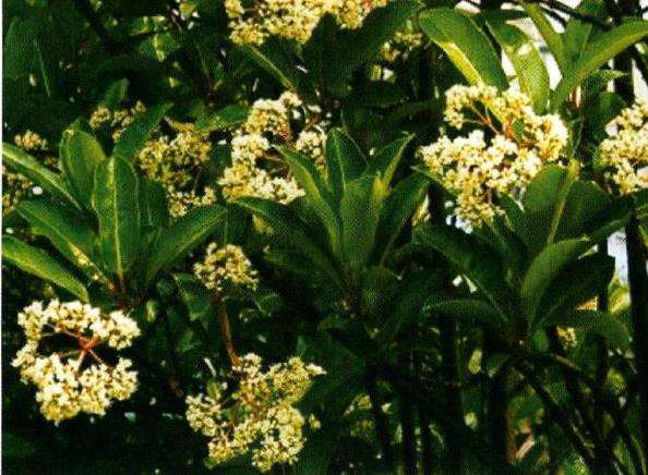 法国冬青怎么播种