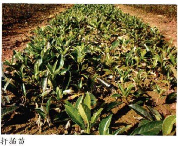 法国冬青怎么播种