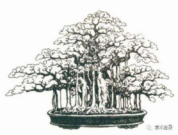 盆景造型中怎么写意和工笔的5个方法