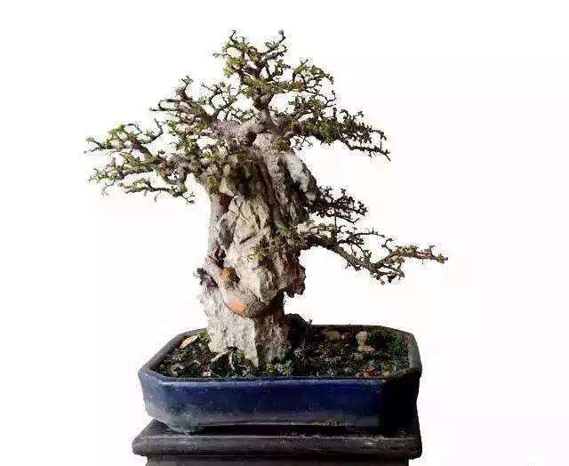 盆景造型中怎么写意和工笔的5个方法