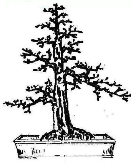 盆景造型中怎么写意和工笔的5个方法