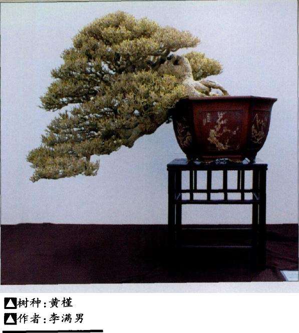 盆景创作以师法自然为最高指导原则