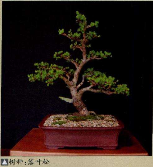 2010 新西兰盆景展 图片