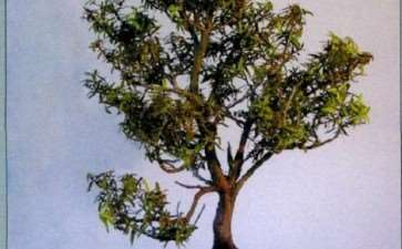 2010 新西兰盆景展 图片