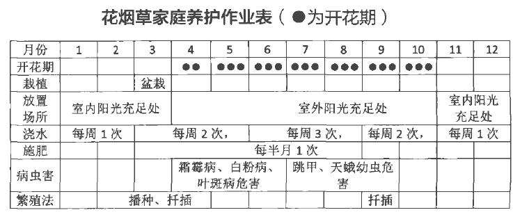 花烟草盆栽怎么浇水施肥