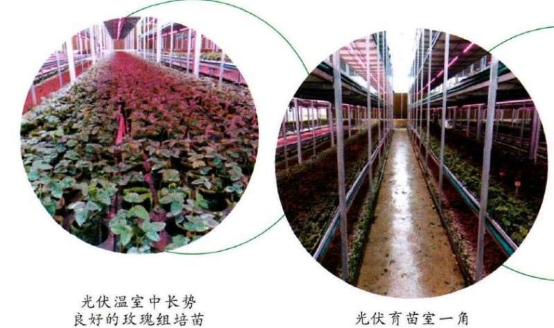 15个自主培育月季新品种正在申报