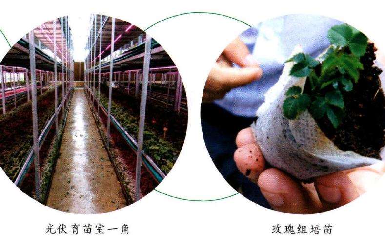 15个自主培育月季新品种正在申报