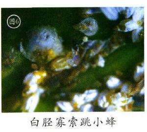 苏铁树怎么介壳虫防治