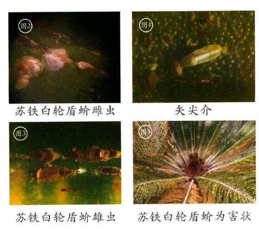 苏铁树怎么介壳虫防治