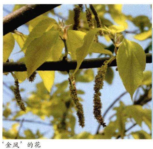 金凤构树怎么浇水施肥和病虫害防治