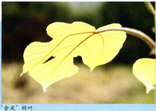 金凤构树怎么浇水施肥和病虫害防治