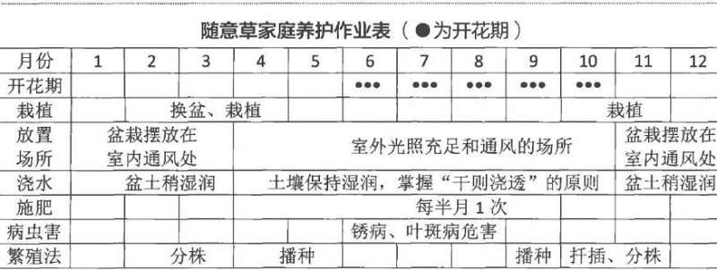 盆栽随意草怎么浇水施肥