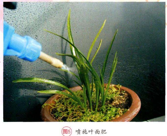 夏季兰花怎么淋雨和施肥