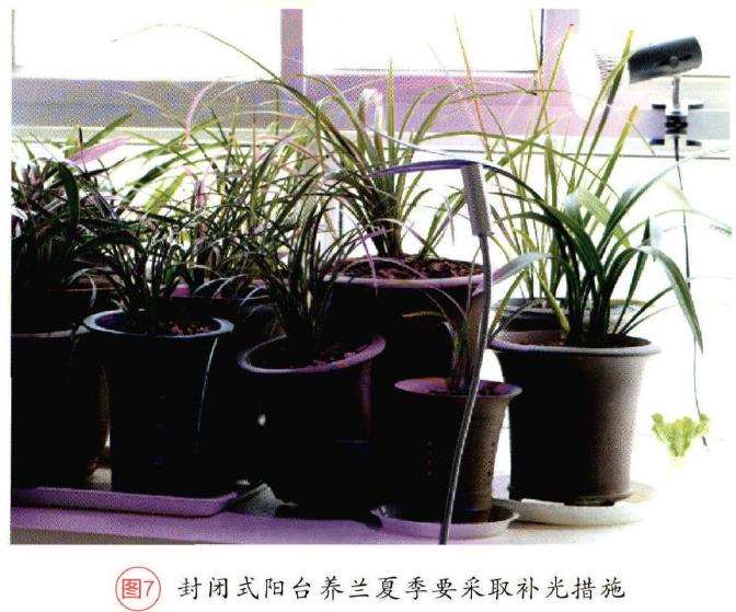夏季兰花怎么淋雨和施肥