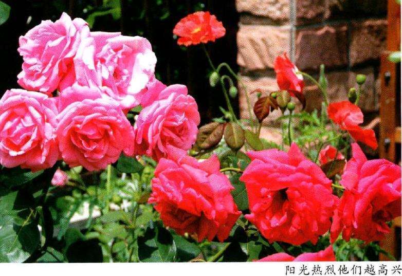 我的花园名叫秀目花园