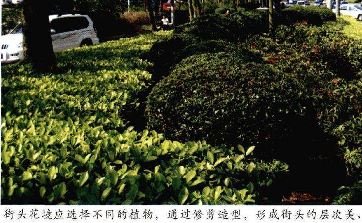 园林花境植物怎么选择管理