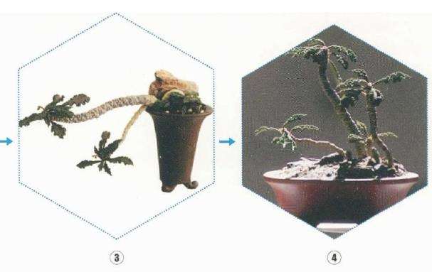 皱叶麒麟多肉怎么制作盆栽的4个过程