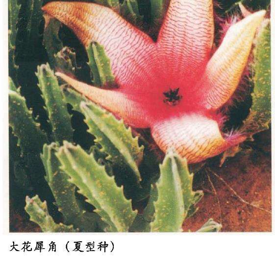 夏季多肉植物怎么养护