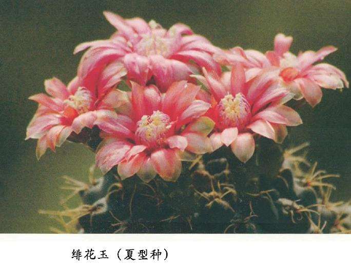 夏季多肉植物怎么养护