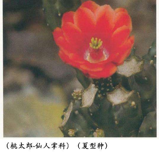 夏季多肉植物怎么养护