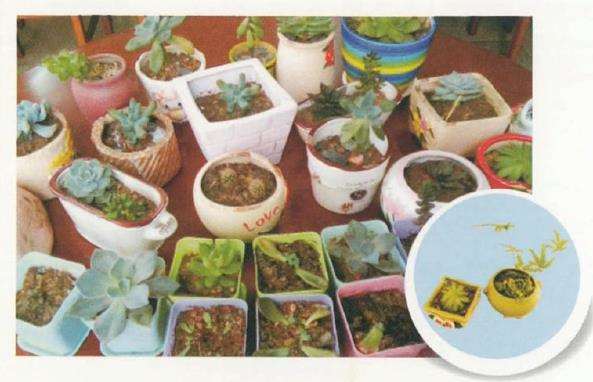 花儿能不能养活 全在浇水的问题