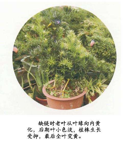 花卉缺氮 缺磷