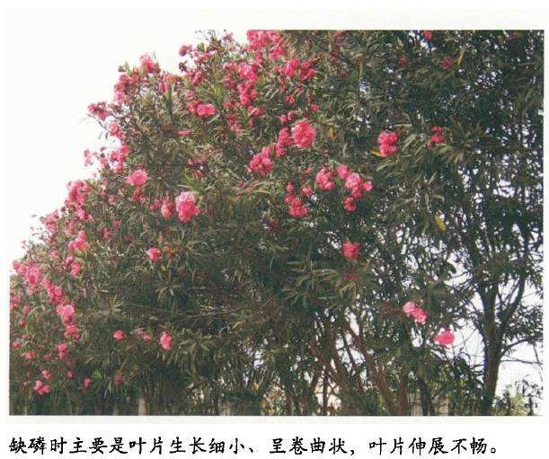花卉 缺钾 缺钙