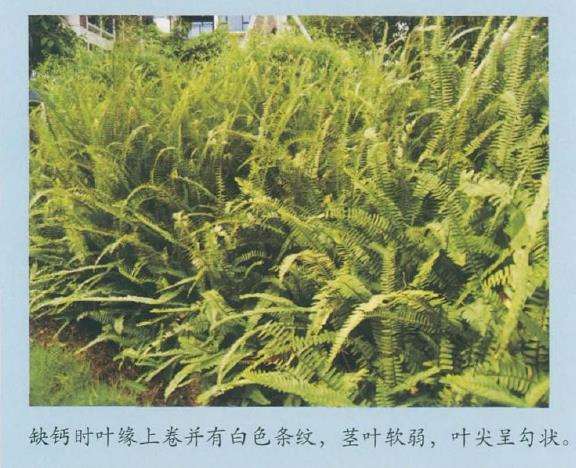 花卉缺氮  缺镁