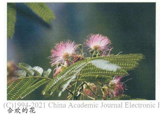 春季合欢花怎么移栽繁殖