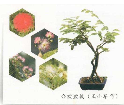春季合欢花怎么移栽繁殖