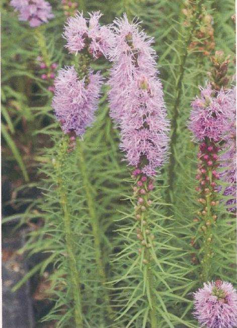 菊蛇鞭怎么浇水施肥的5个步骤