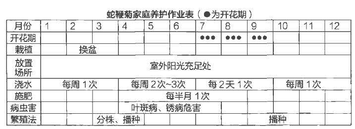 菊蛇鞭怎么浇水施肥的5个步骤
