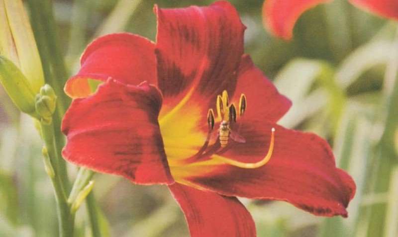 夏季睡莲荷花怎么养护的3个方法 图片