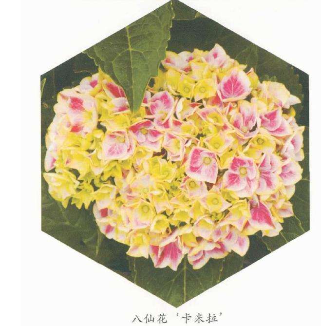 夏季睡莲荷花怎么养护的3个方法 图片