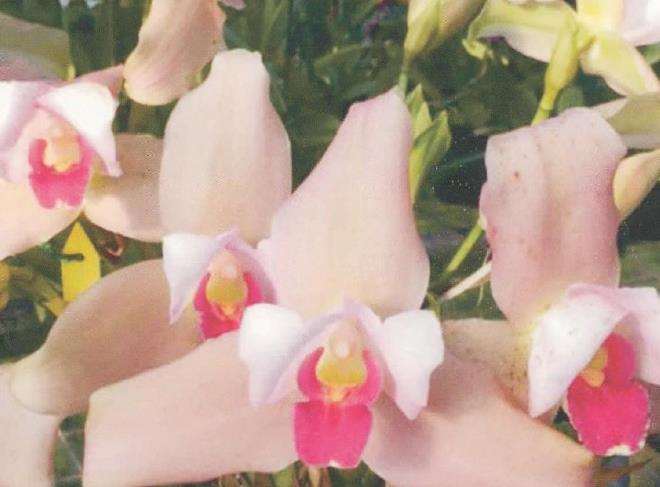 捧心兰怎么浇水施肥