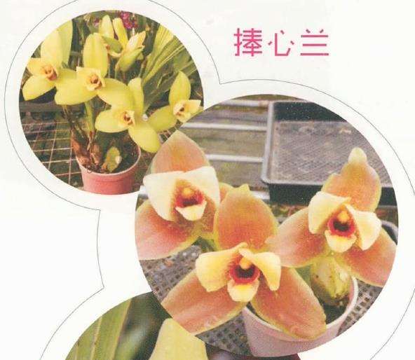 捧心兰怎么浇水施肥