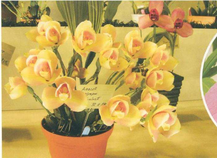 捧心兰怎么浇水施肥