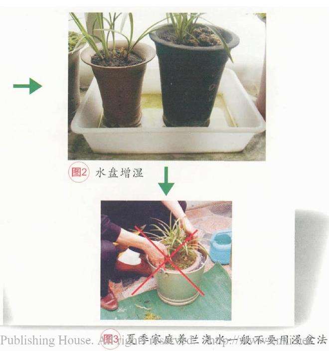 夏季养兰花浇水一般不要用浸盆法
